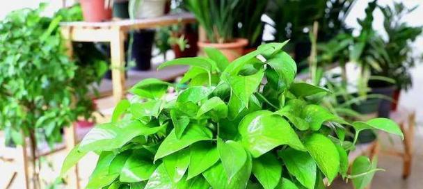 乔迁新居送什么植物？哪些植物适合新家？