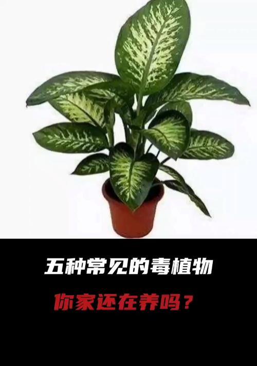危害植物的植物有哪些？哪些植物可能会对其他植物产生负面影响？