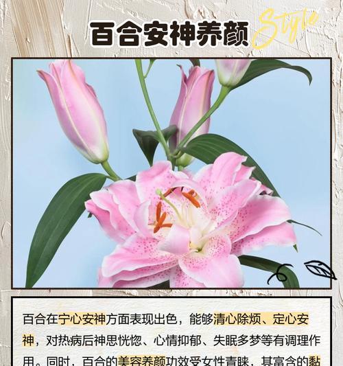 四季百合在日本的花语是什么？四季百合的特殊含义是什么？