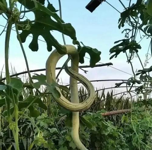 危害植物的植物有哪些？哪些植物可能会对其他植物产生负面影响？