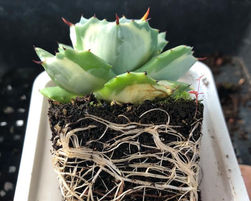 养殖多肉植物需要注意哪些事项？如何避免常见问题？