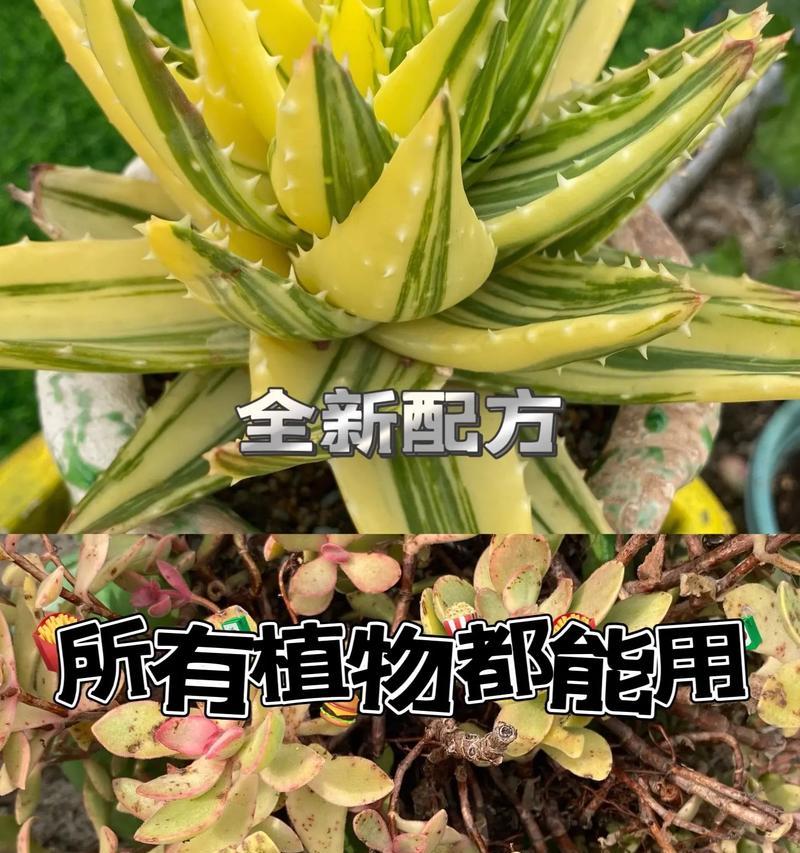 养殖多肉植物需要注意哪些事项？如何避免常见问题？