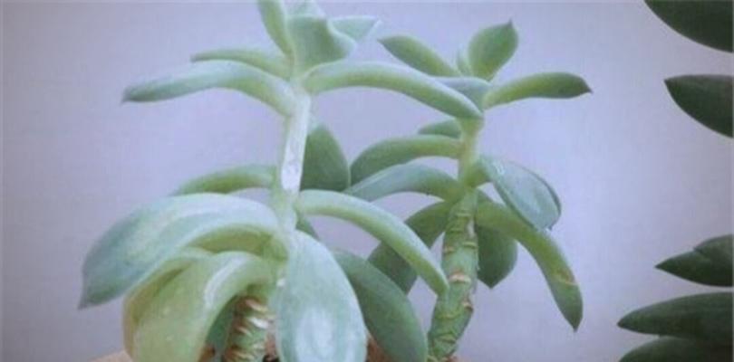 养殖多肉植物需要注意哪些事项？如何避免常见问题？