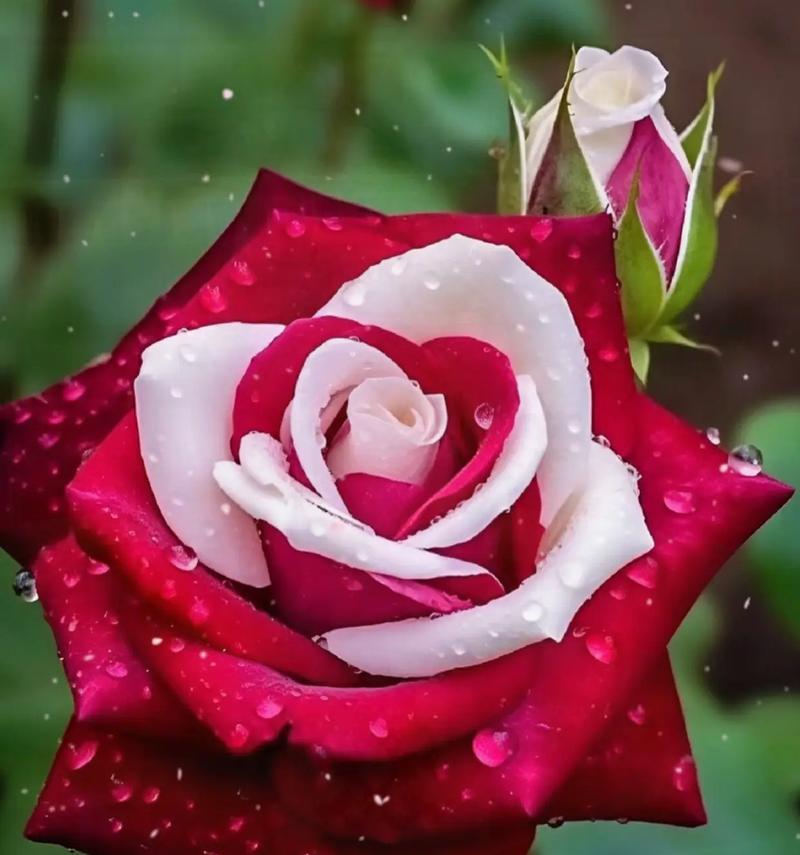 综艺节目男生送女生玫瑰花有何含义？玫瑰花在节目中的象征是什么？