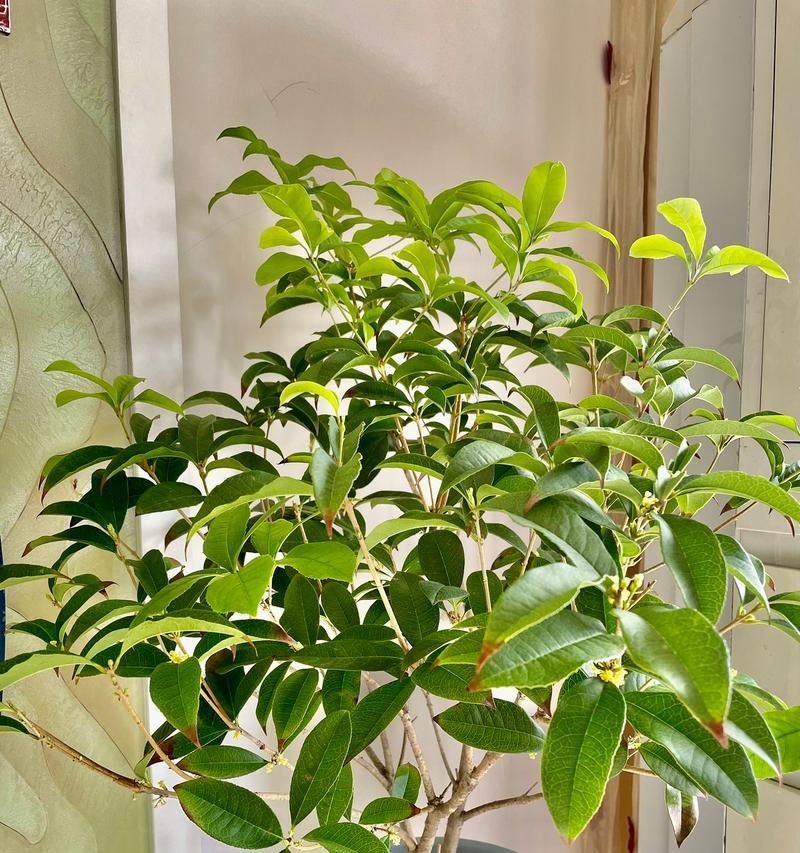 桂花盆泡水多久合适？如何正确养护桂花盆栽？