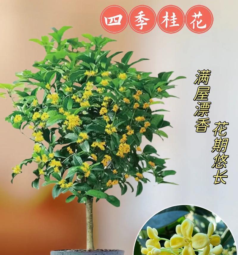 桂花盆泡水多久合适？如何正确养护桂花盆栽？