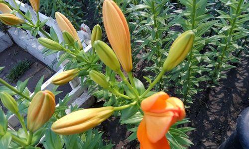 三并蒂花卉象征着什么？它在花卉文化中有何地位？