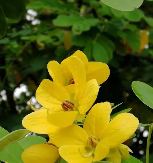 三并蒂花卉象征着什么？它在花卉文化中有何地位？