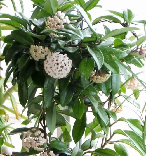 球状花卉适合用哪种花盆养护？选择花盆的技巧是什么？
