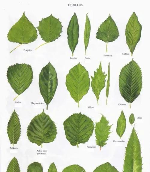 小学生画植物的技巧有哪些？如何激发兴趣？