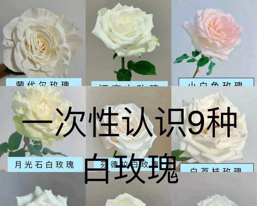 白色与粉色玫瑰搭配的花语是什么？