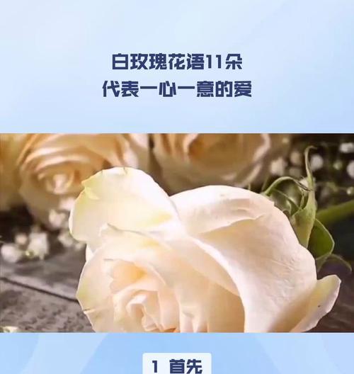 白色与粉色玫瑰搭配的花语是什么？
