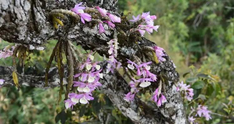 兰科类植物包括哪些种类？如何识别兰科植物？