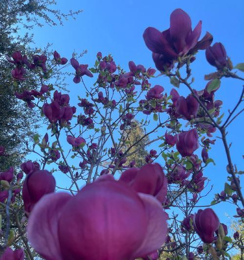 遇见花卉有什么寓意吗女生？花卉对女性有何特别含义？