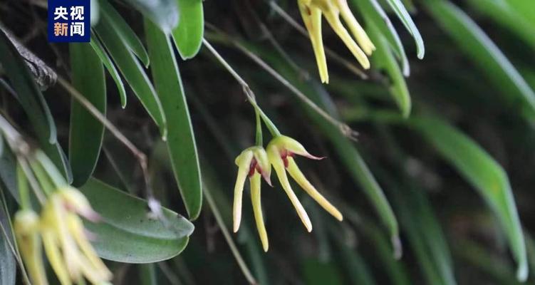 兰科类植物包括哪些种类？如何识别兰科植物？