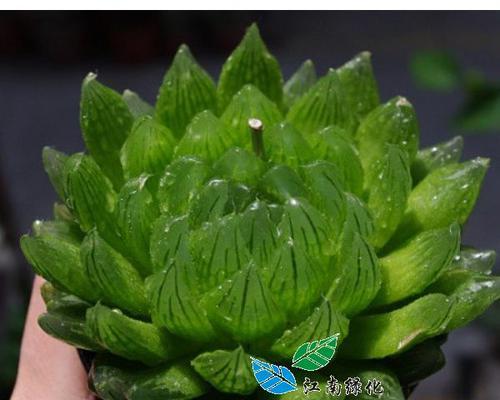 白色水晶植物有哪些？白色水晶植物的养护方法是什么？