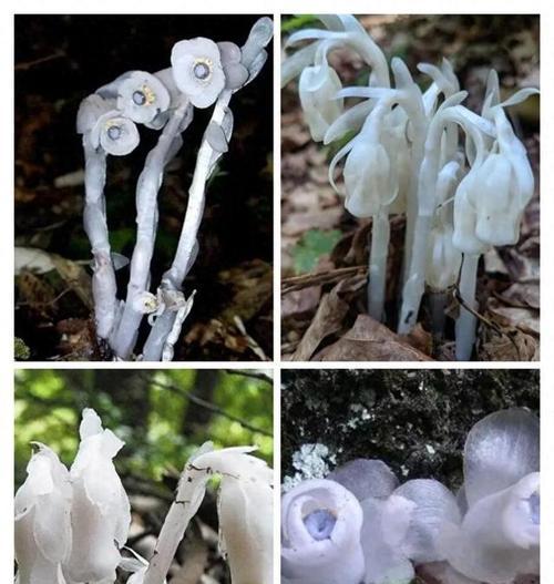 白色水晶植物有哪些？白色水晶植物的养护方法是什么？