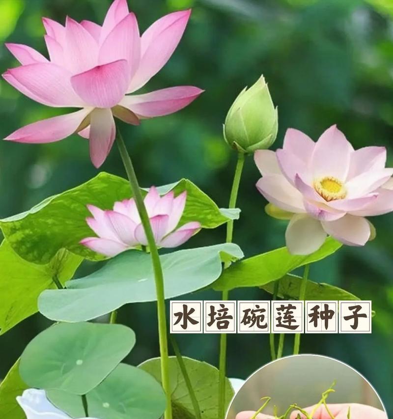 水养植物的挑选和养护技巧是什么？