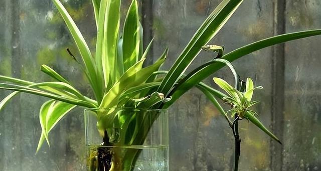 水养植物的挑选和养护技巧是什么？