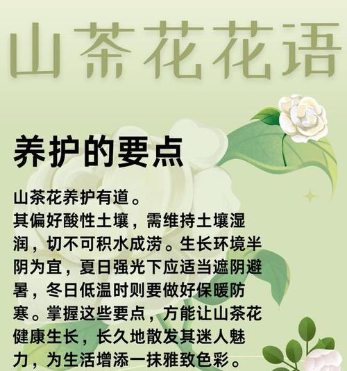 山茶花的花语有哪些？它在传统中代表什么？