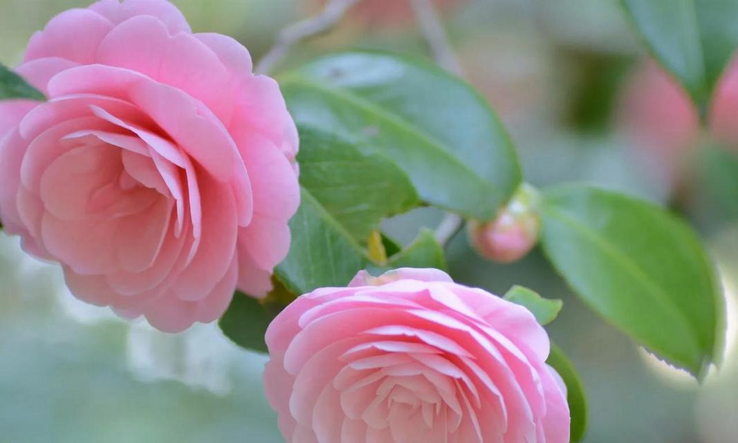 山茶花的花语有哪些？它在传统中代表什么？