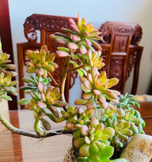 哪些植物难以根除？如何有效控制这些植物的生长？