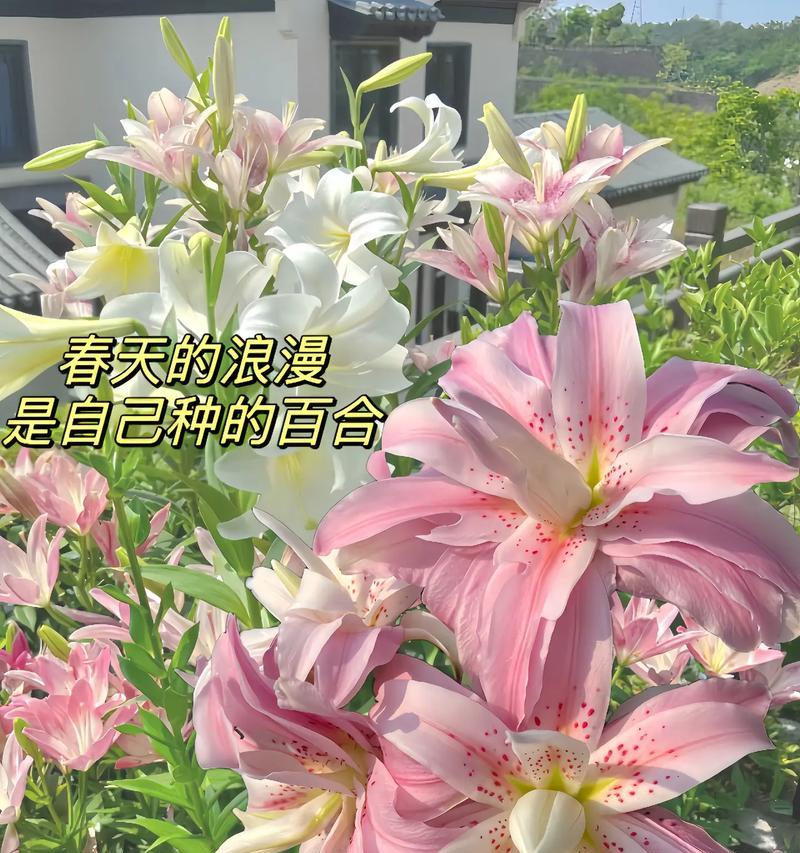 “搞百合”在现代语境中是什么意思？它在社交中代表了什么？