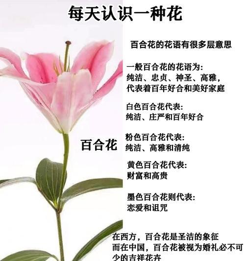 “搞百合”在现代语境中是什么意思？它在社交中代表了什么？