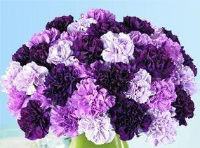 紫色康乃馨12朵的花语是什么？它在送礼时有何特殊含义？