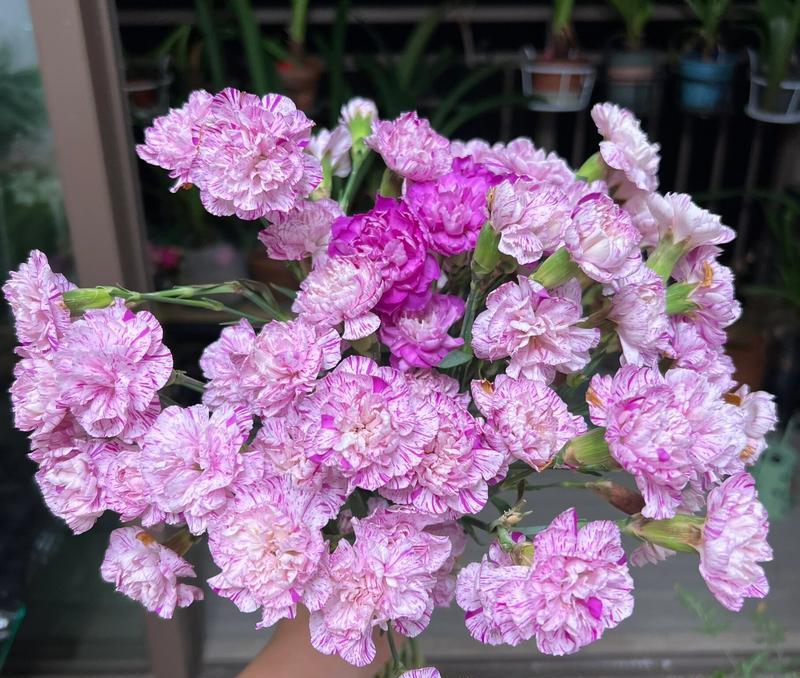 紫色康乃馨12朵的花语是什么？它在送礼时有何特殊含义？