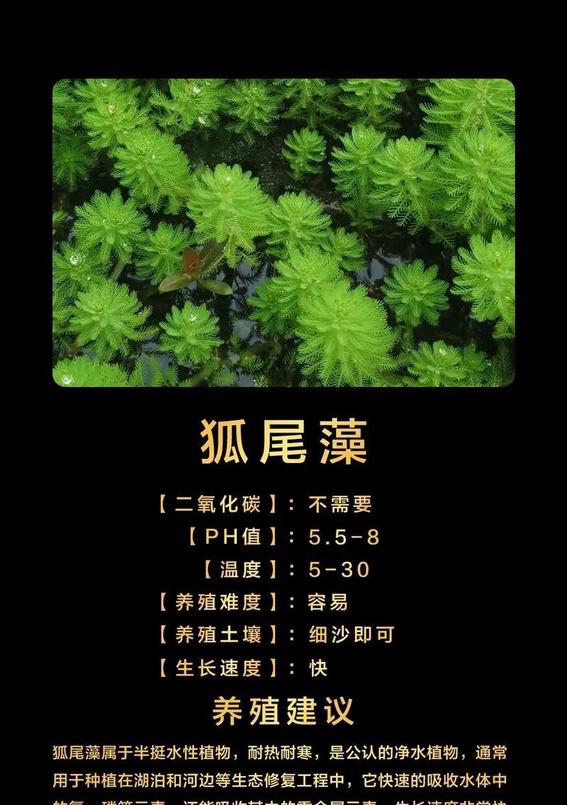 趴在水底的植物有哪些？它们的生长环境和特点是什么？