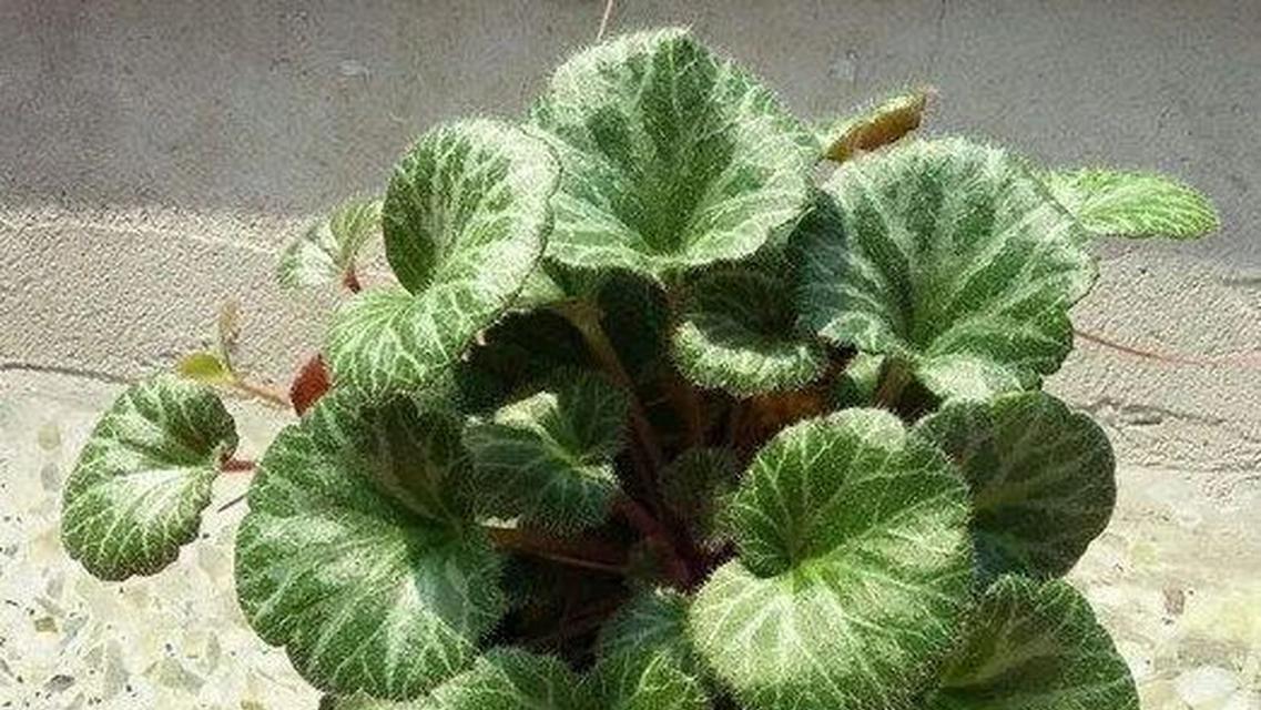 趴在水底的植物有哪些？它们的生长环境和特点是什么？