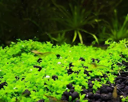 趴在水底的植物有哪些？它们的生长环境和特点是什么？