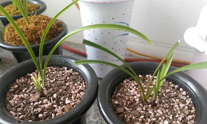 盆栽球菊新苗怎么养护？新苗养护需要注意什么？