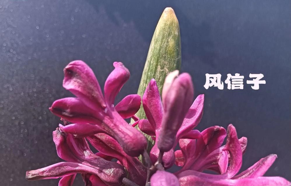 风信子的花语是什么？风信子代表什么情感？