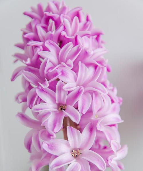 风信子的花语是什么？风信子代表什么情感？