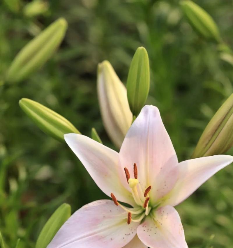 菊花百合的花语是什么？
