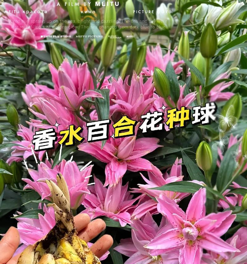 菊花百合的花语是什么？