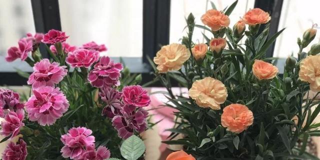 东北康乃馨种植条件是什么？需要哪些特别的照顾？