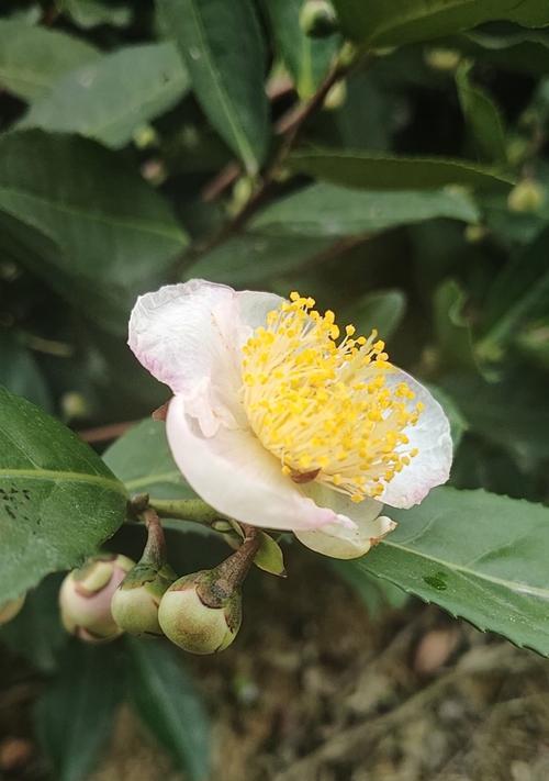 新疆花卉茶树有哪些独特特点？如何进行种植和养护？