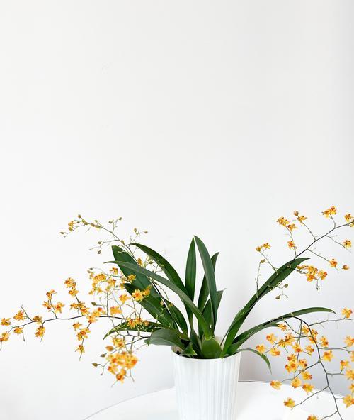 无忧花的花语是什么？