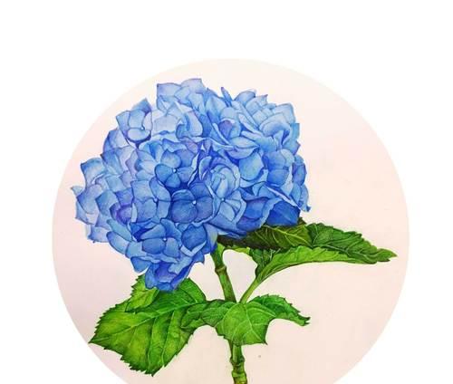 无忧花的花语是什么？