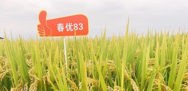 低隔水稻品种的含义是什么？水稻品种的分类有哪些？