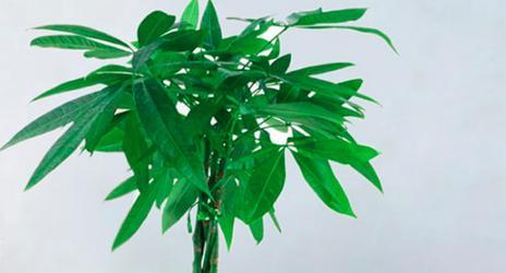 房间适合摆放哪些盆栽花卉？盆栽花卉对室内环境有何益处？