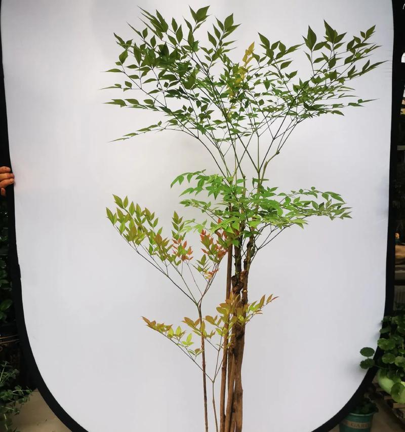 房间适合摆放哪些盆栽花卉？盆栽花卉对室内环境有何益处？