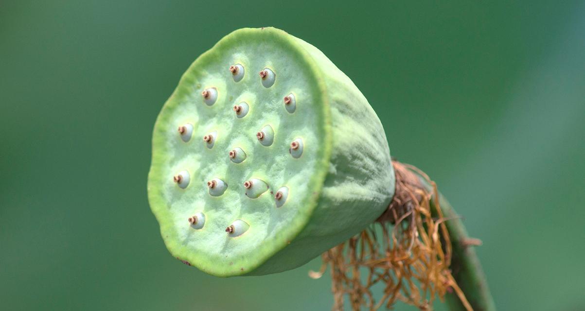 植物eb的定义是什么？它在植物学中扮演什么角色？