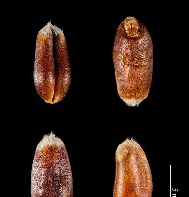 植物eb的定义是什么？它在植物学中扮演什么角色？