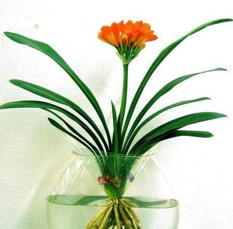 哪些植物有助于旺桃花？