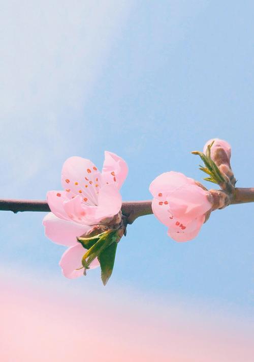 哪些植物有助于旺桃花？