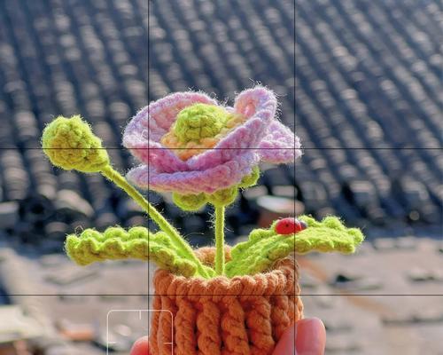 虞美人盆栽怎么种植？虞美人盆栽的养护技巧有哪些？